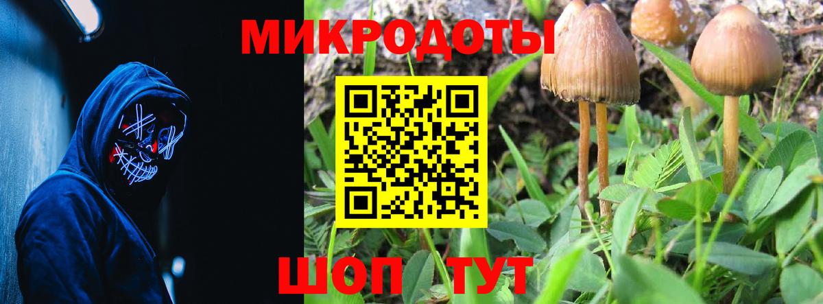 Псилоцибиновые грибы Psilocybe Геленджик